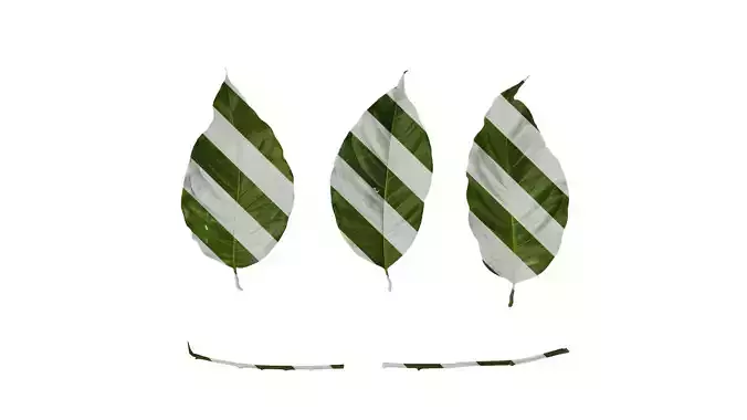 Anydrafts Ficus virens Leaf 01