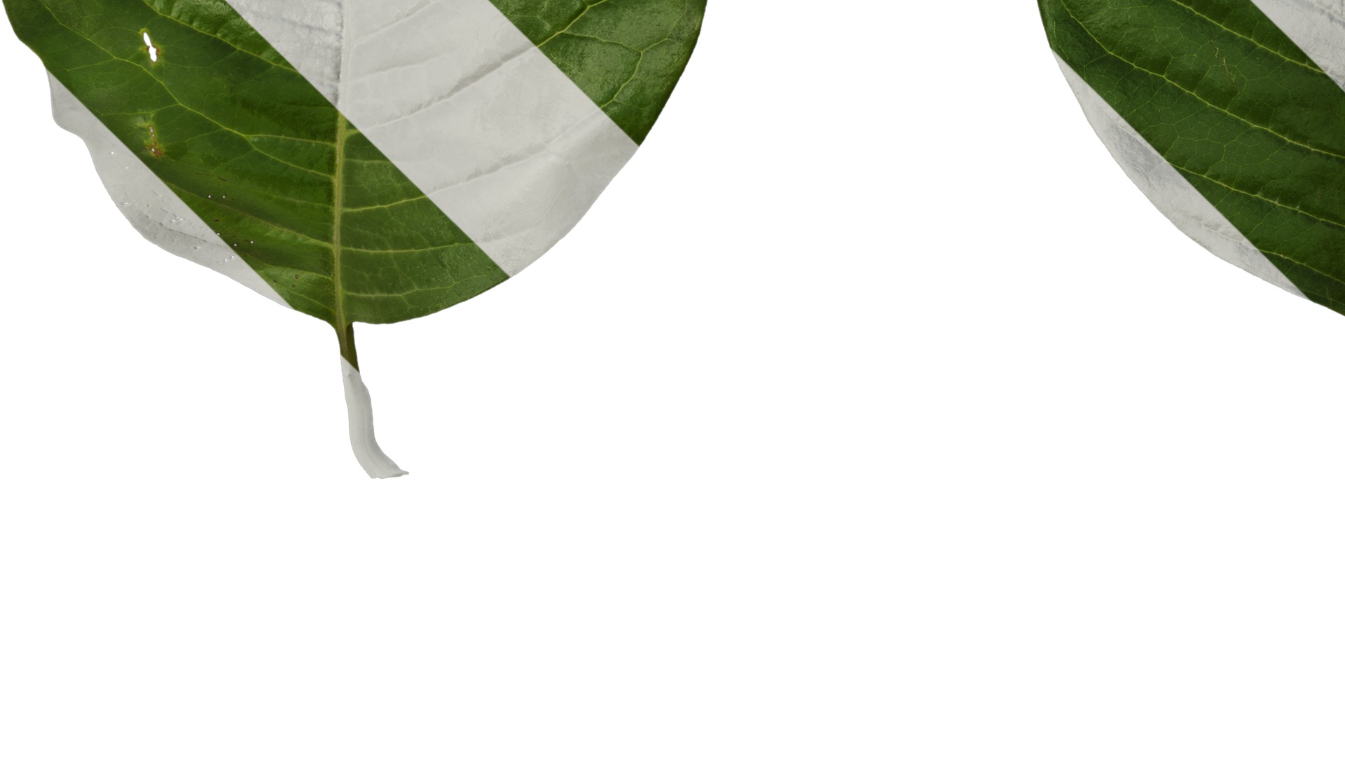 Anydrafts Ficus virens Leaf 01 Texture_5