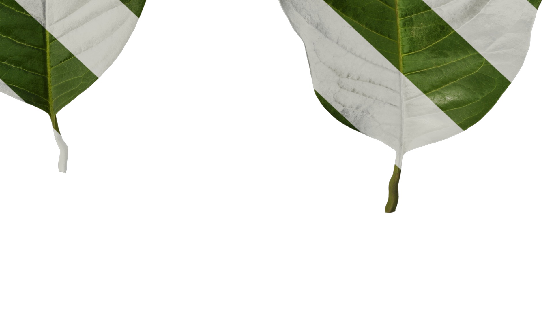 Anydrafts Ficus virens Leaf 01 Texture_6