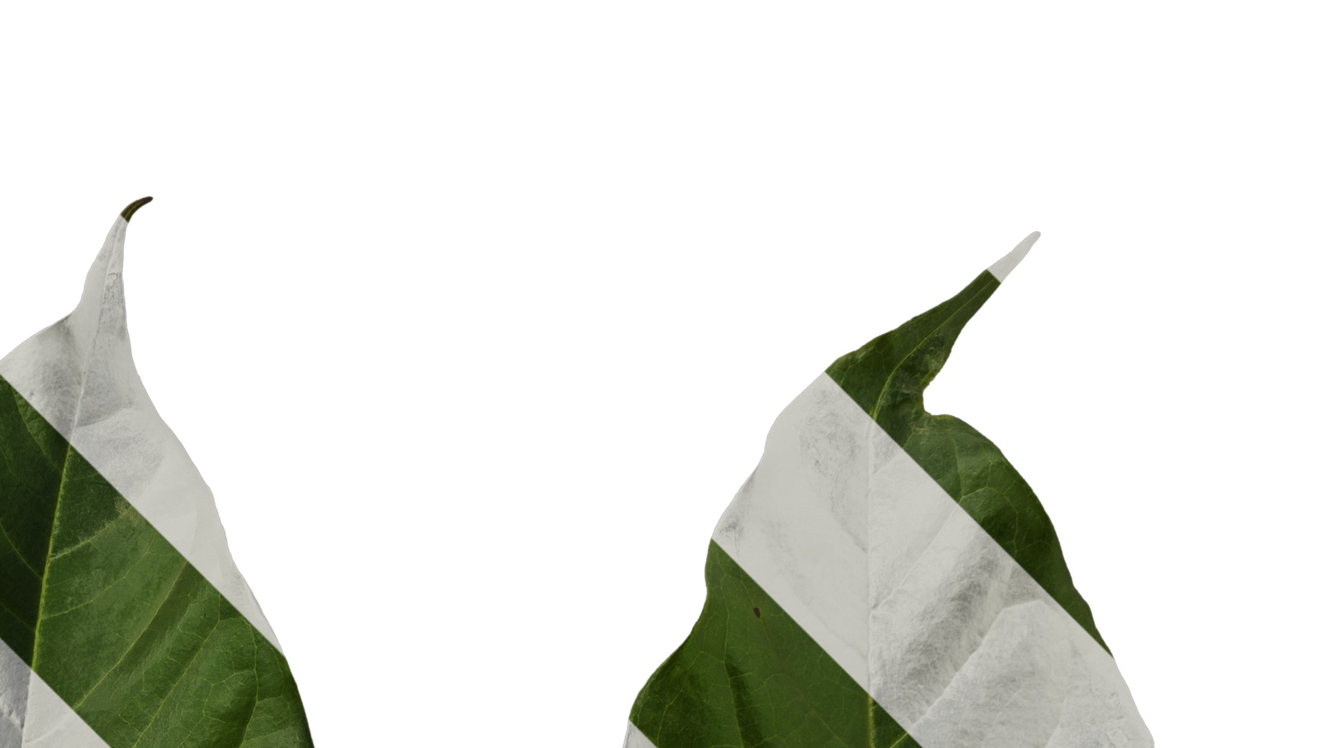 Anydrafts Ficus virens Leaf 01 Texture_2