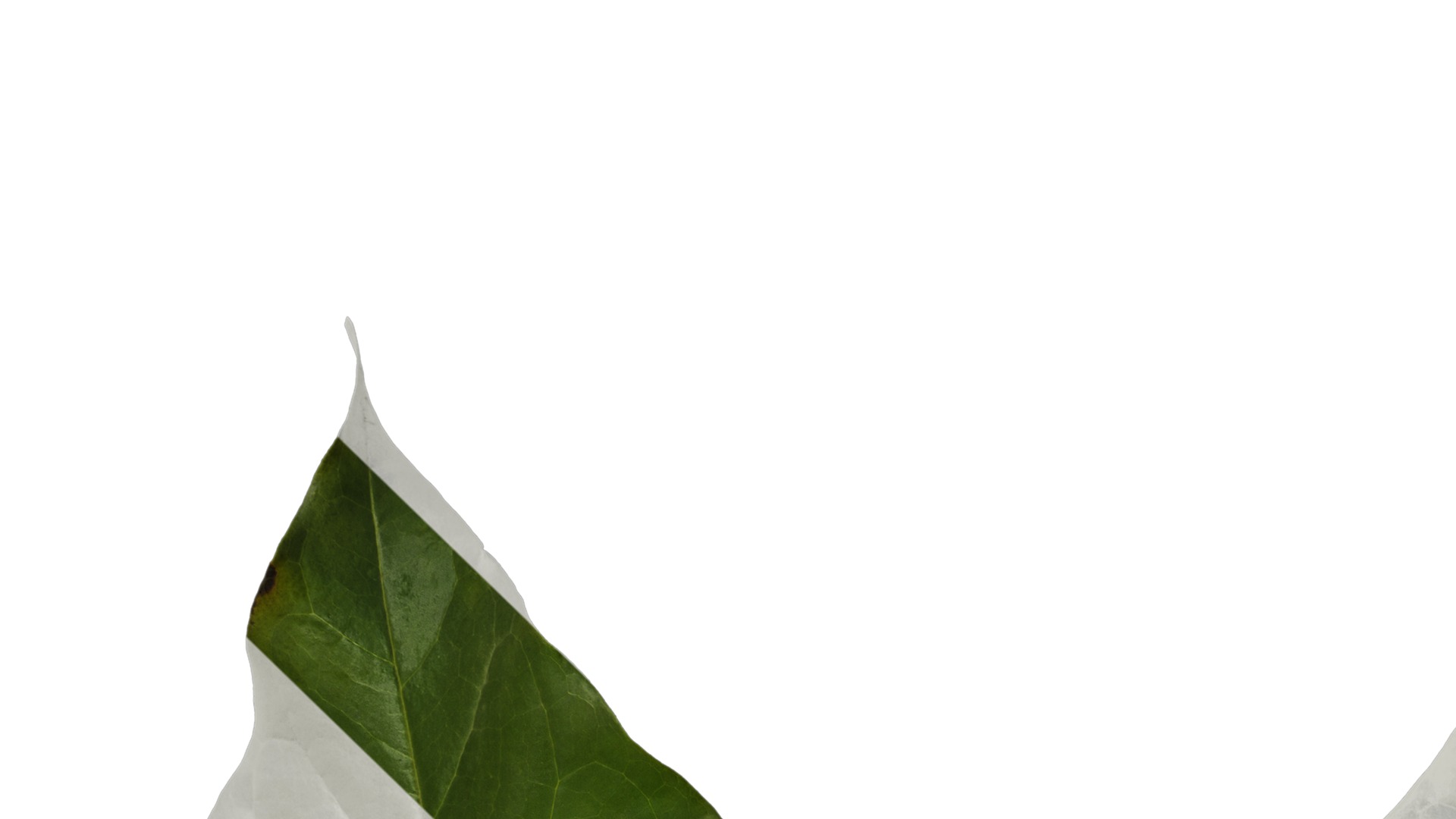 Anydrafts Ficus virens Leaf 01 Texture_1