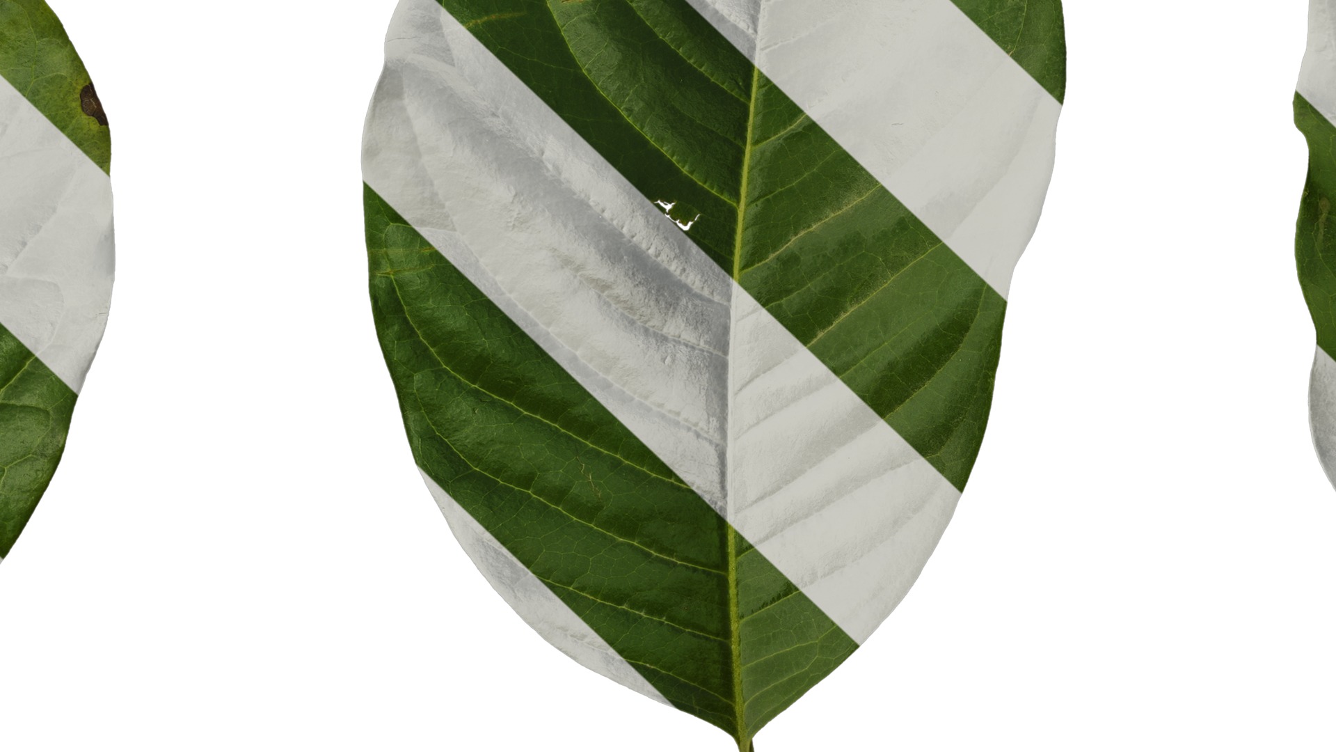 Anydrafts Ficus virens Leaf 01 Texture_7