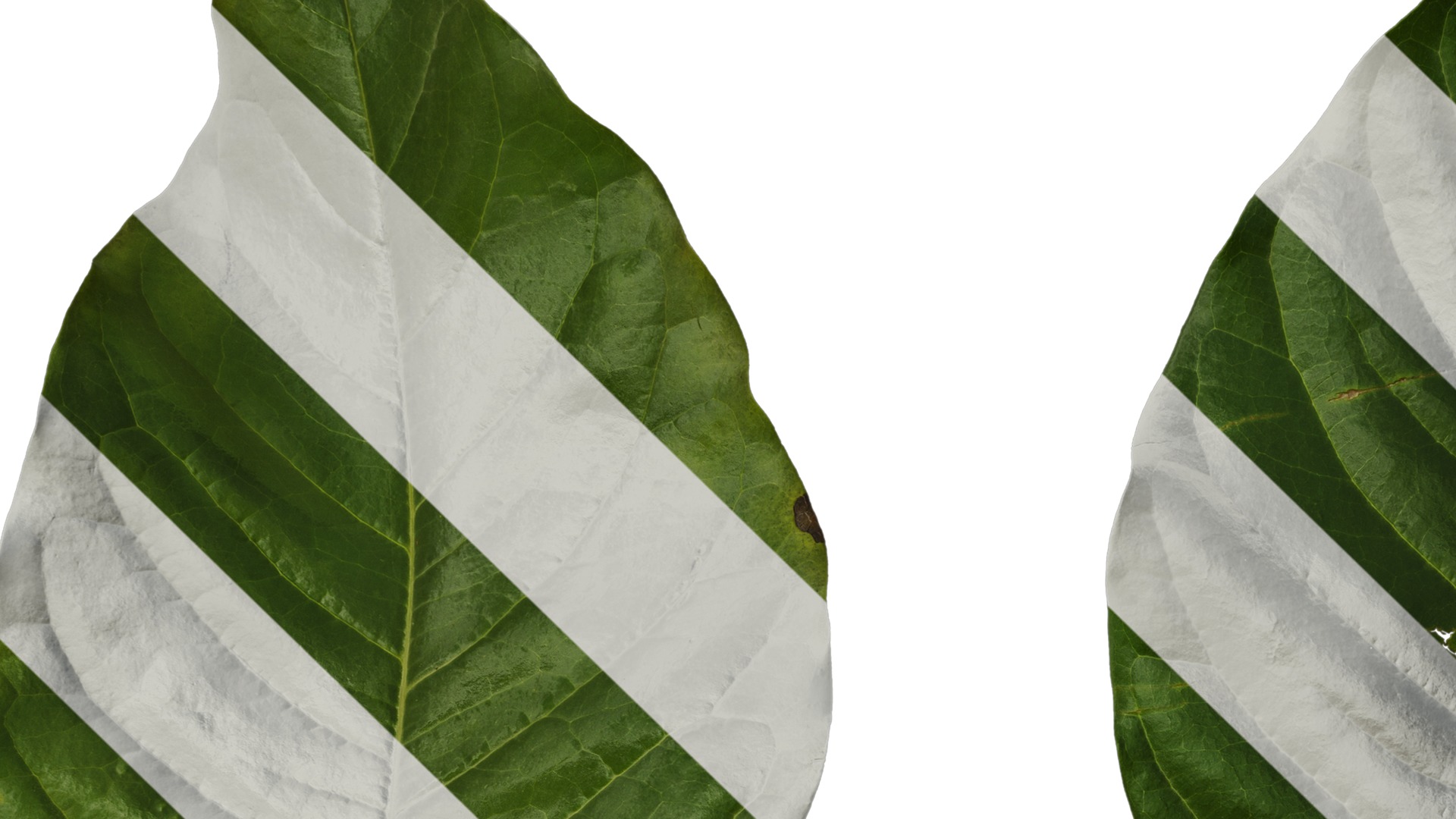 Anydrafts Ficus virens Leaf 01 Texture_3