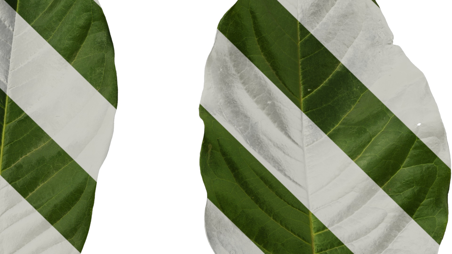 Anydrafts Ficus virens Leaf 01 Texture_4