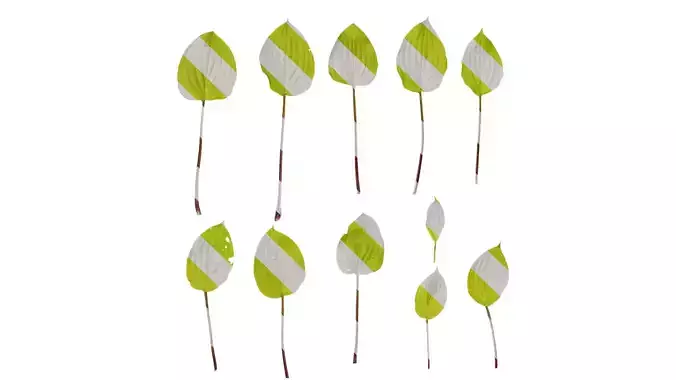 Anydrafts Hosta justine Leaf 31