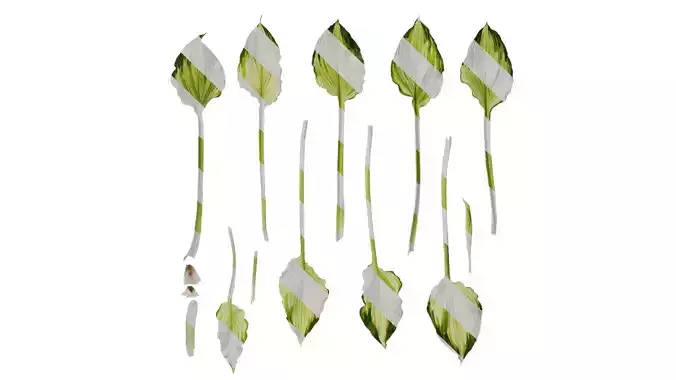 Anydrafts Hosta justine Leaf 32