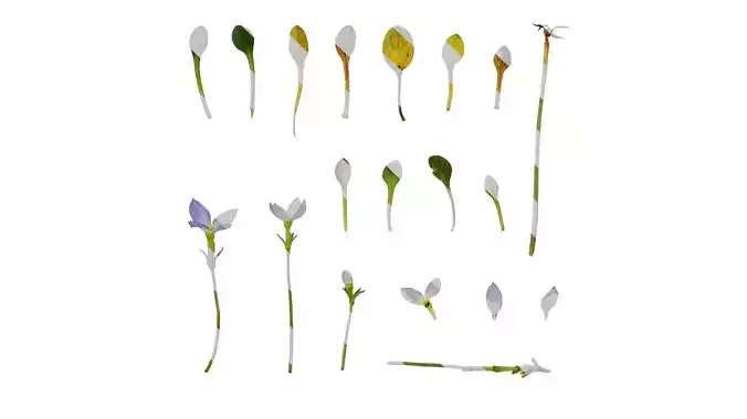 Anydrafts Houstonia caerulea Atlas 01