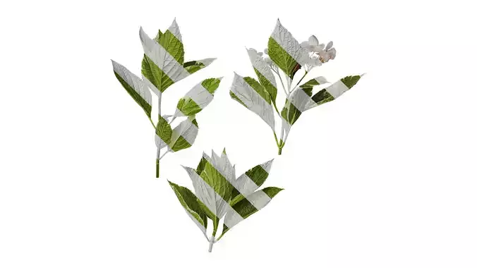 Anydrafts Hydrangea macrophylla maculata Atlas 01