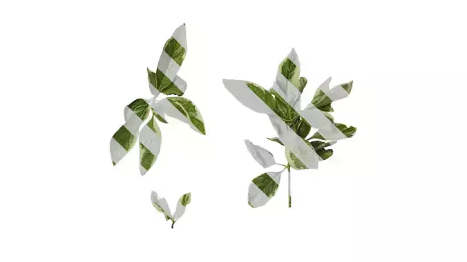 Anydrafts Hydrangea macrophylla maculata Atlas 02