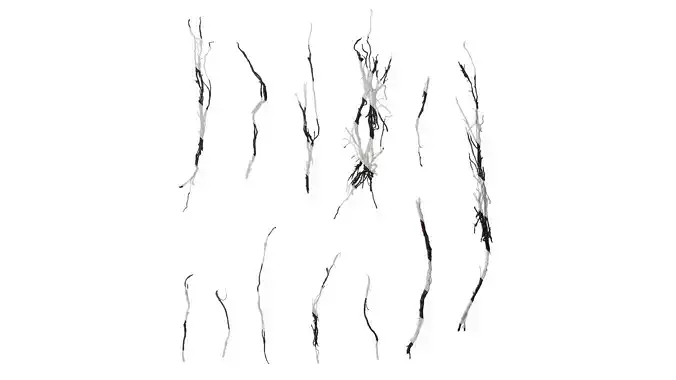 Anydrafts Ficus virens Root 01