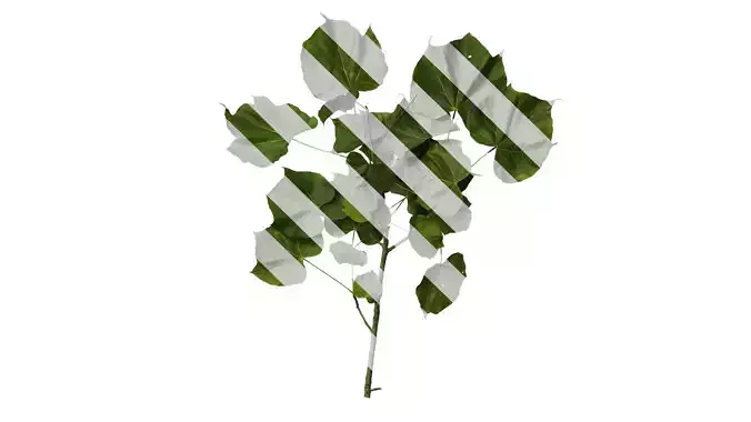 Anydrafts Firmiana simplex Atlas 02