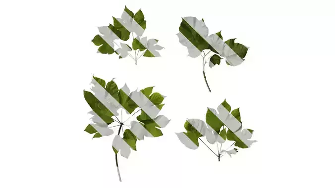 Anydrafts Firmiana simplex Atlas 04