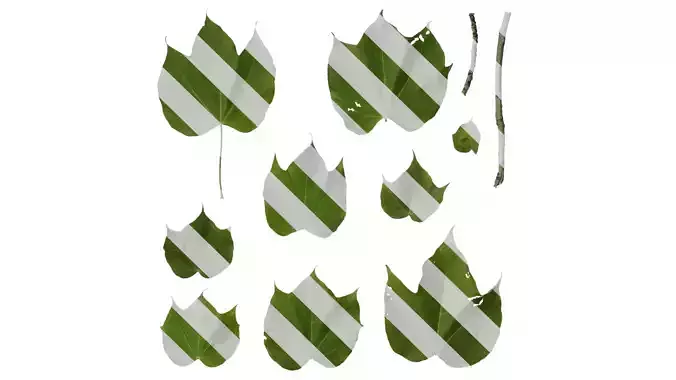 Anydrafts Firmiana simplex Leaf 01