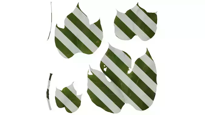 Anydrafts Firmiana simplex Leaf 02