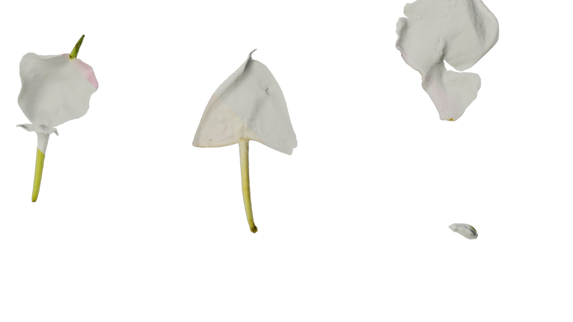 Anydrafts Impatiens balsamina Flower 17 Texture_4