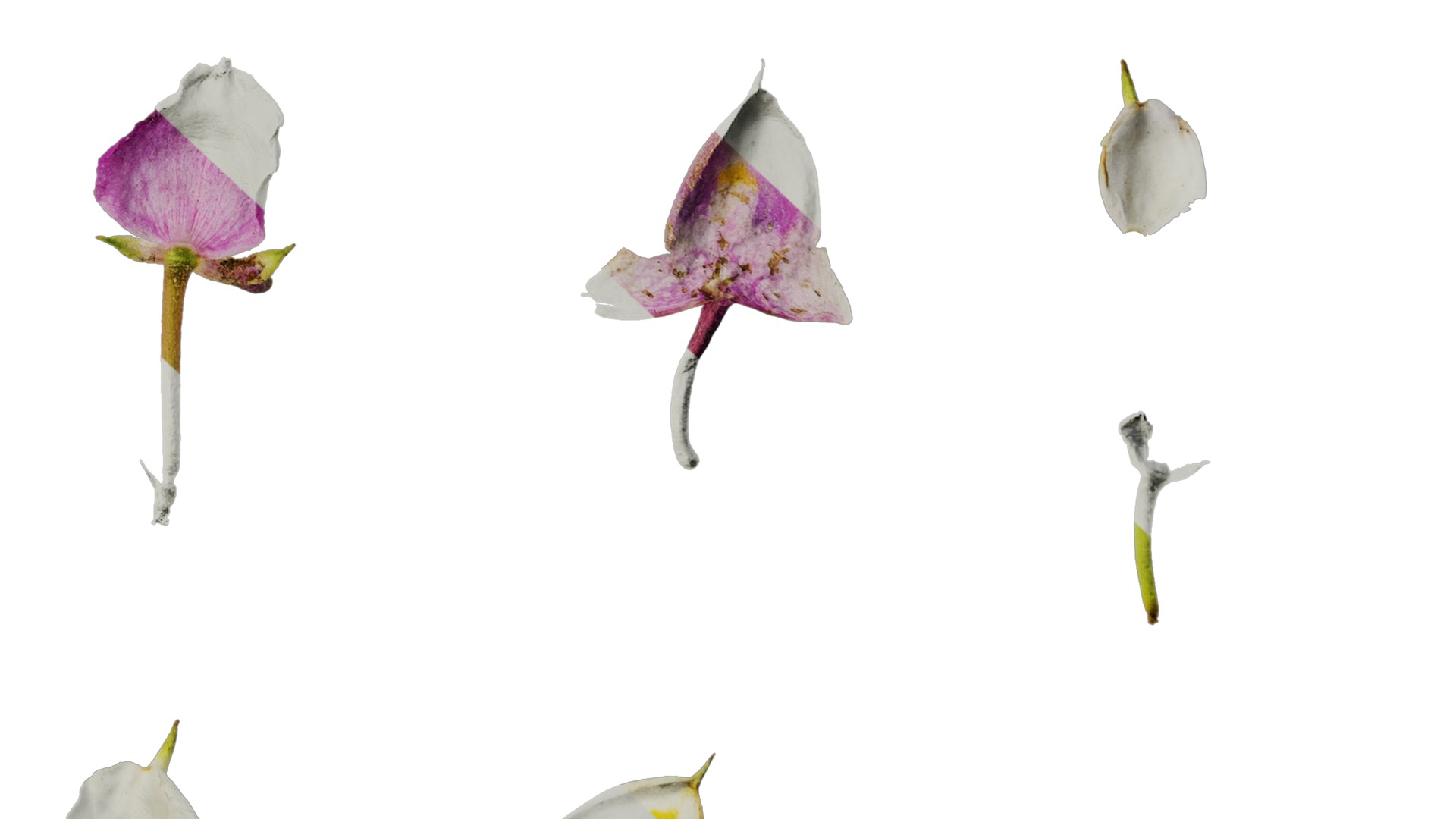 Anydrafts Impatiens balsamina Flower 17 Texture_6