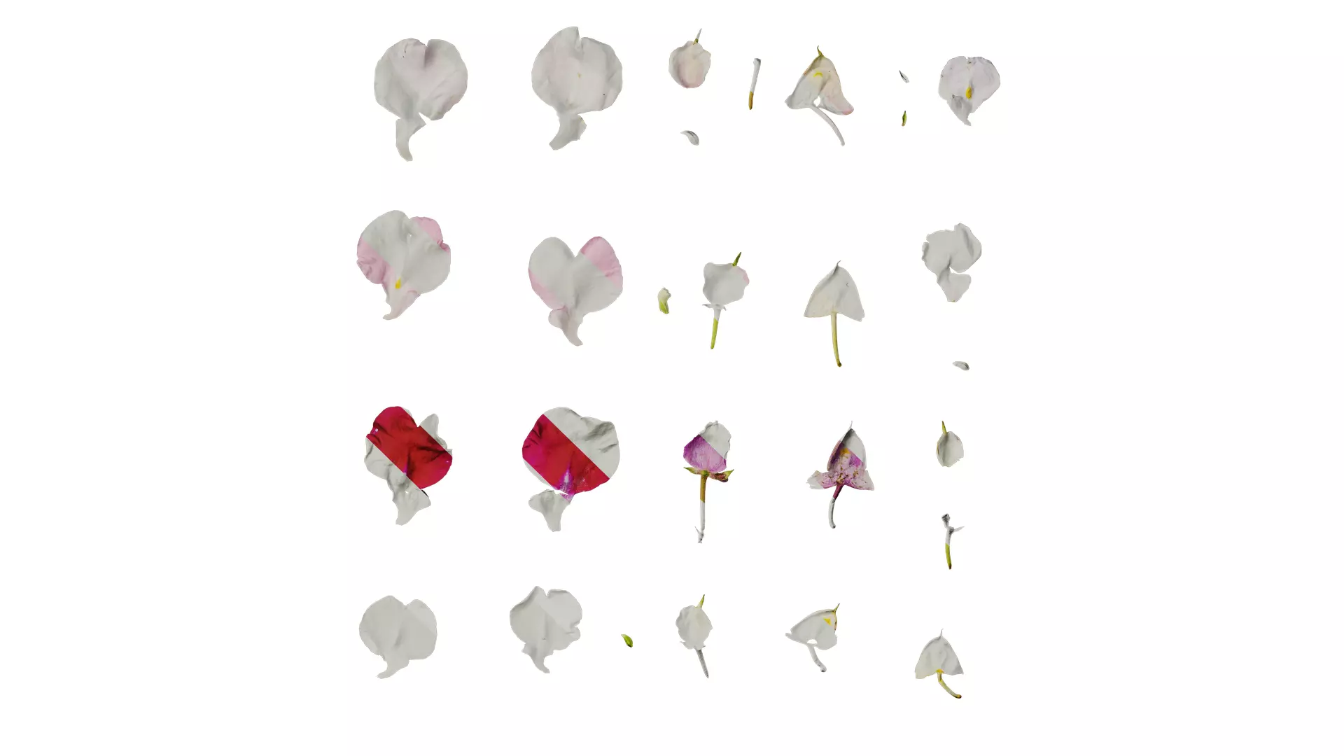 Anydrafts Impatiens balsamina Flower 17 Texture_0