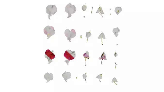 Anydrafts Impatiens balsamina Flower 17