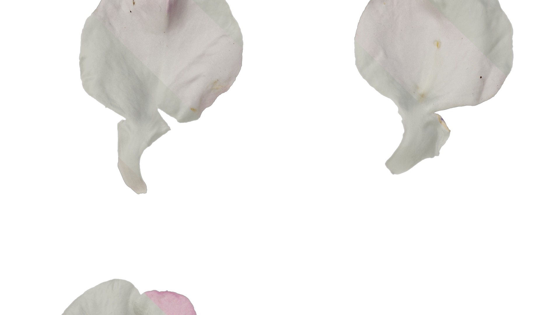 Anydrafts Impatiens balsamina Flower 17 Texture_1