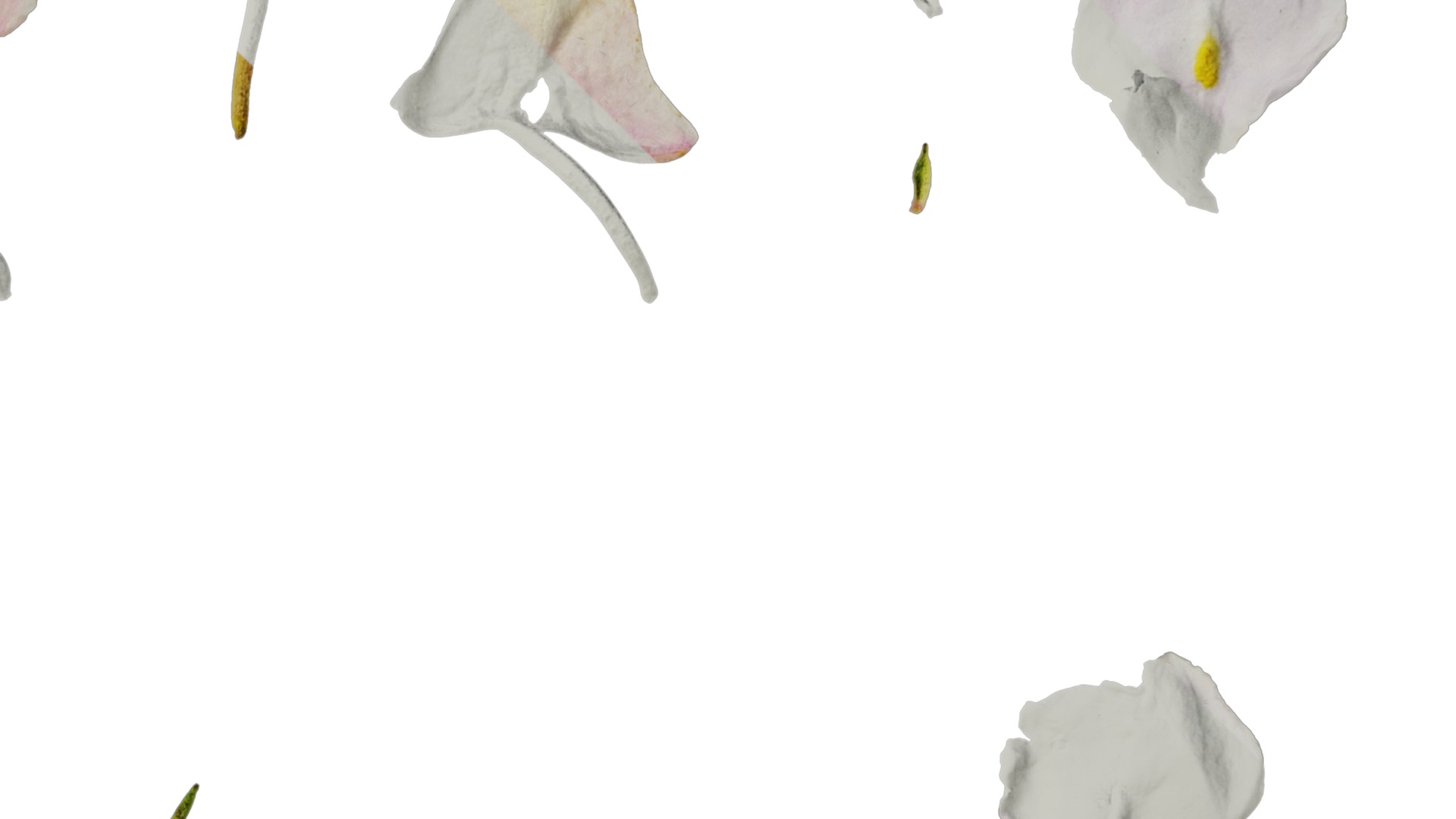 Anydrafts Impatiens balsamina Flower 17 Texture_2