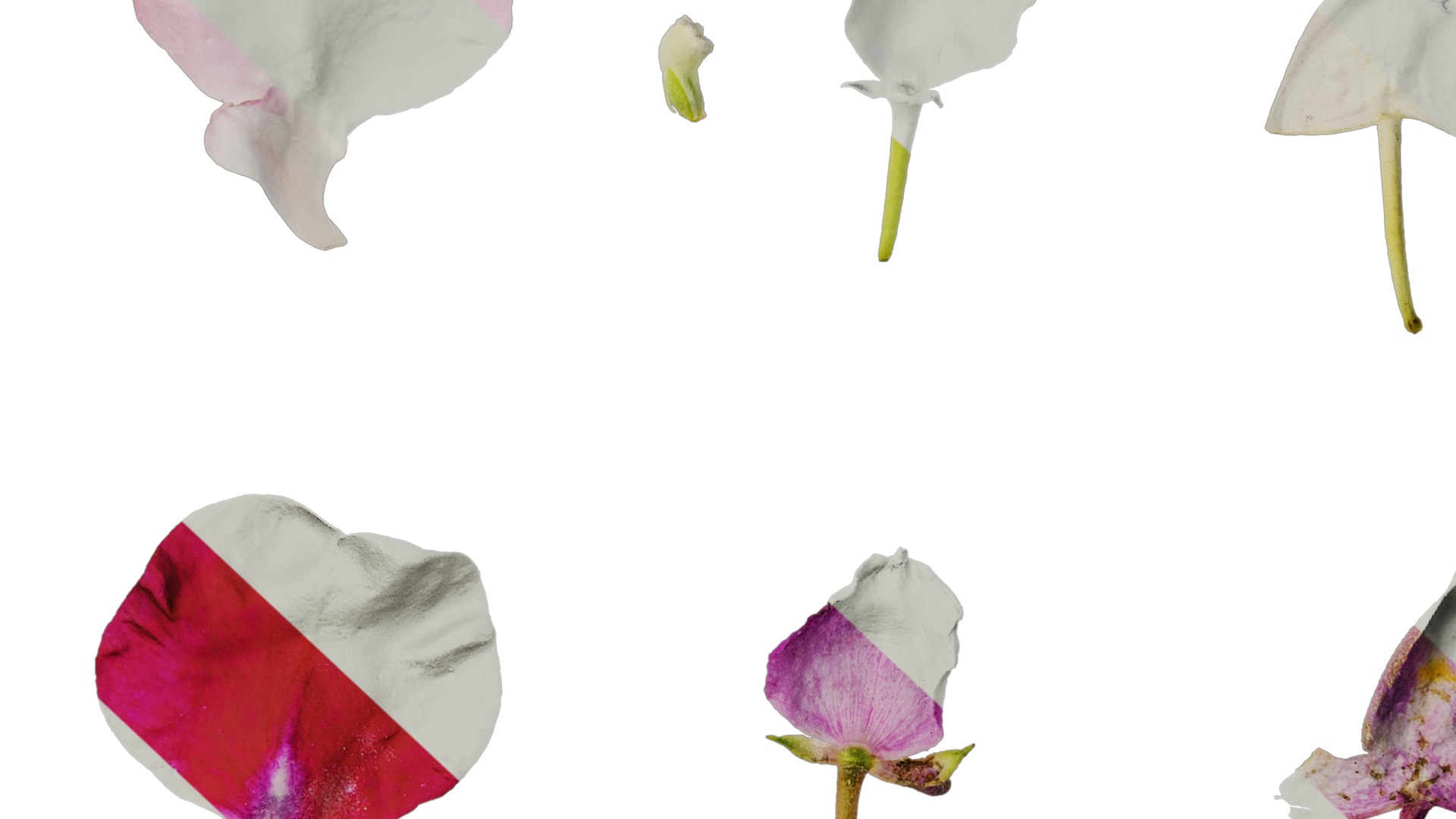 Anydrafts Impatiens balsamina Flower 17 Texture_7