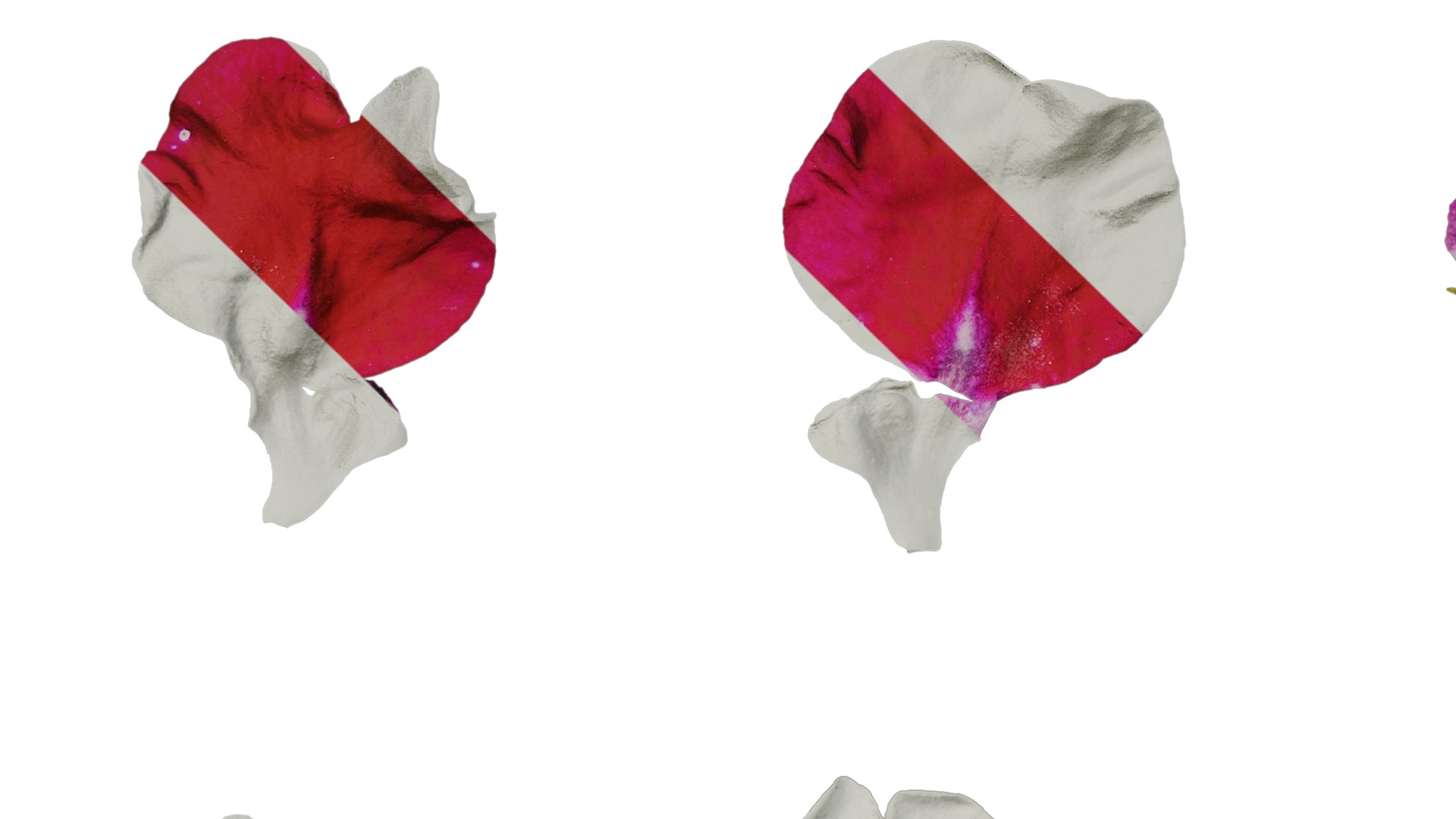 Anydrafts Impatiens balsamina Flower 17 Texture_5