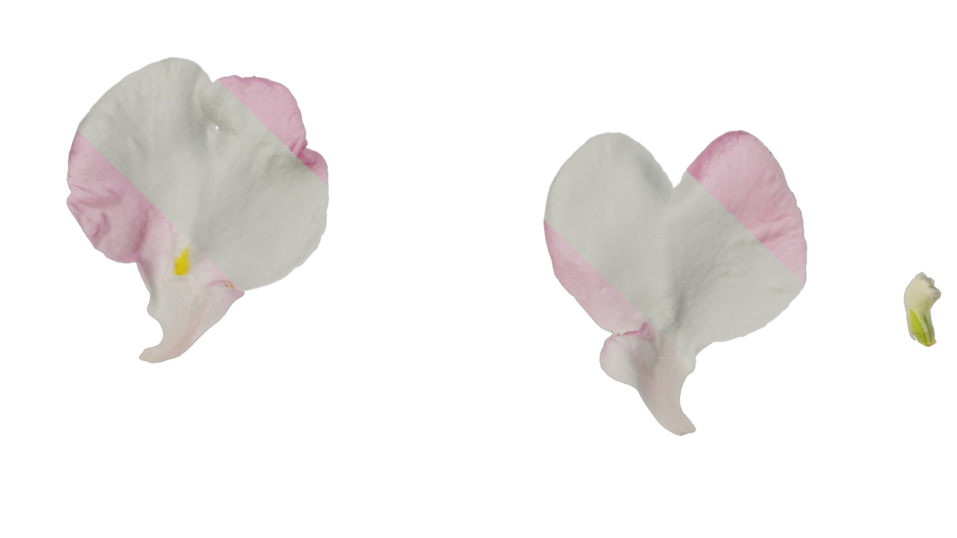 Anydrafts Impatiens balsamina Flower 17 Texture_3