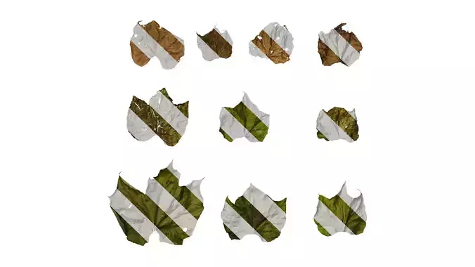 Anydrafts Firmiana simplex Leaf 03