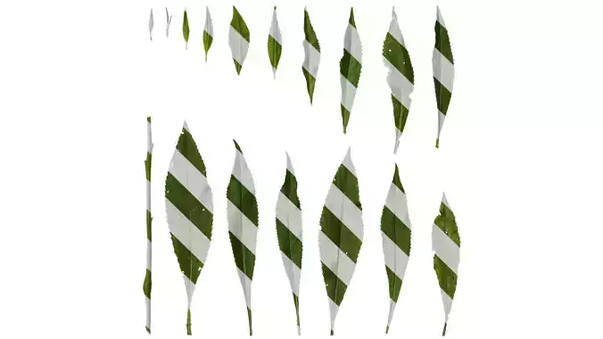 Anydrafts Impatiens balsamina Leaf 03