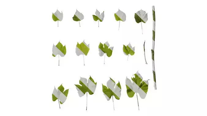 Anydrafts Firmiana simplex Leaf 04