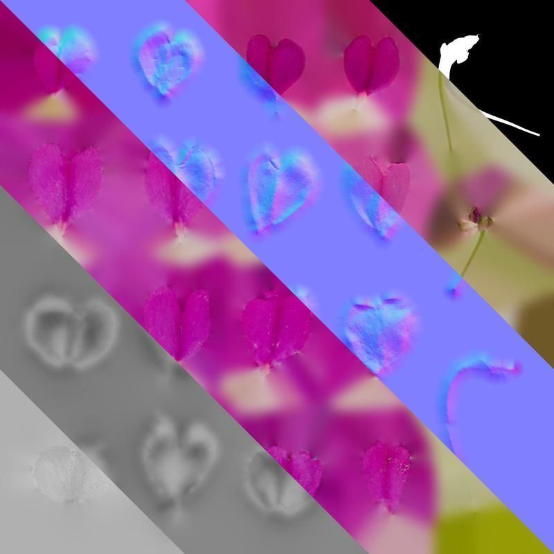 Anydrafts Impatiens walleriana Flower 06 Texture_8