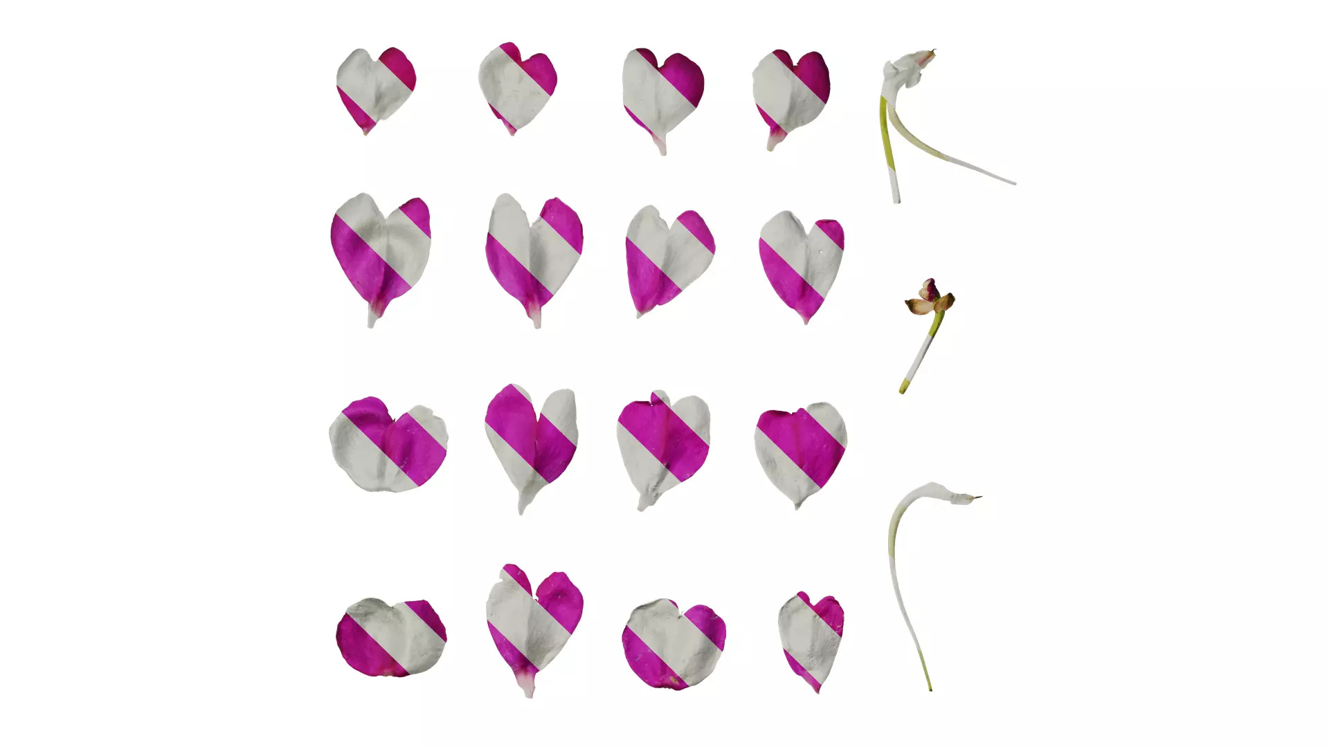 Anydrafts Impatiens walleriana Flower 06 Texture_0