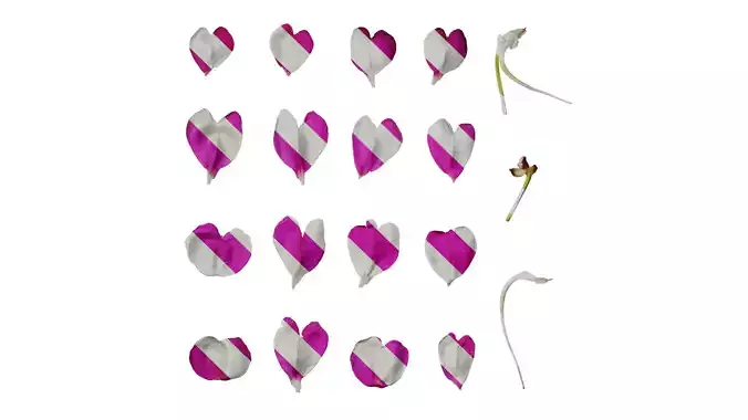 Anydrafts Impatiens walleriana Flower 06