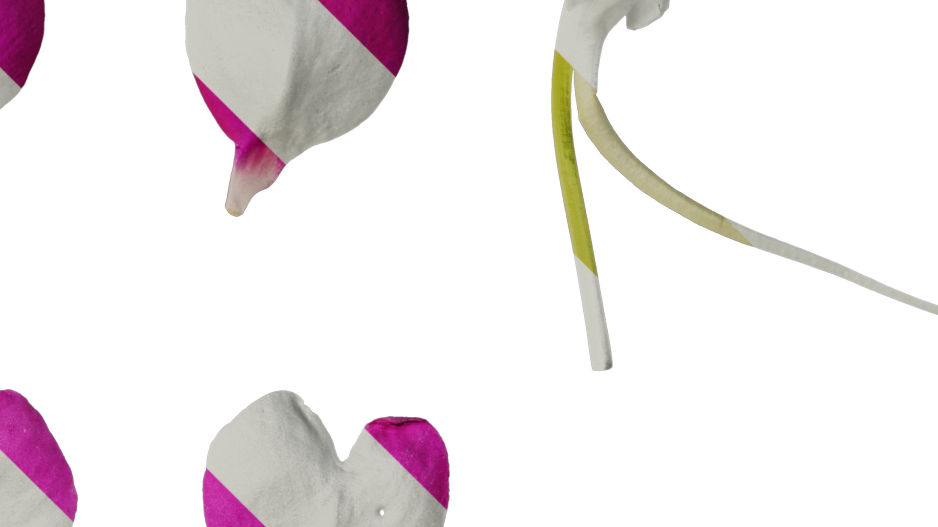 Anydrafts Impatiens walleriana Flower 06 Texture_2