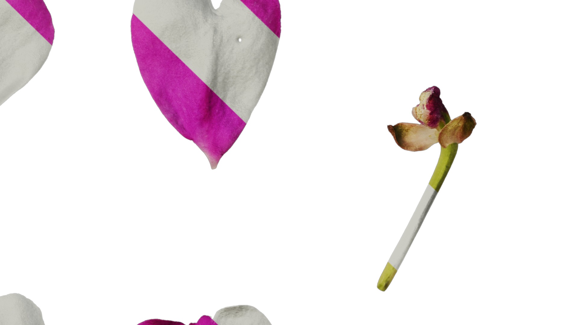 Anydrafts Impatiens walleriana Flower 06 Texture_4