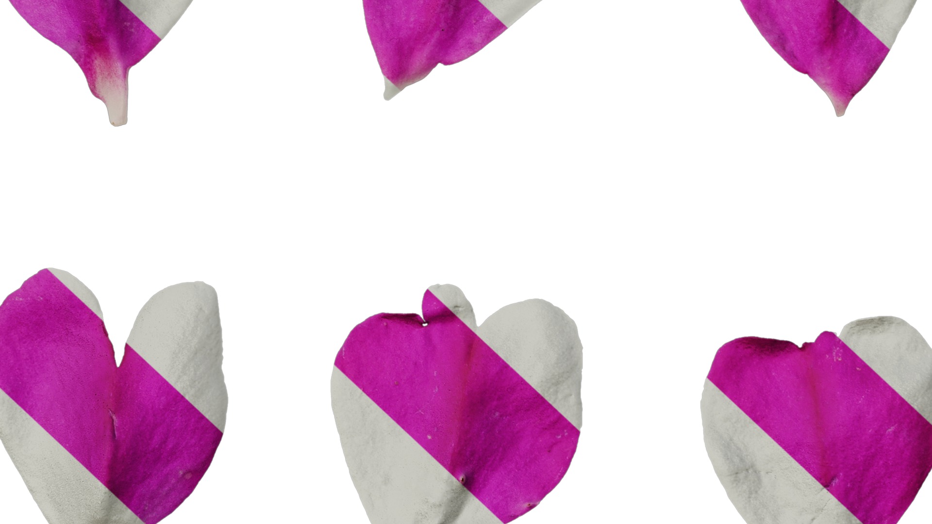 Anydrafts Impatiens walleriana Flower 06 Texture_7