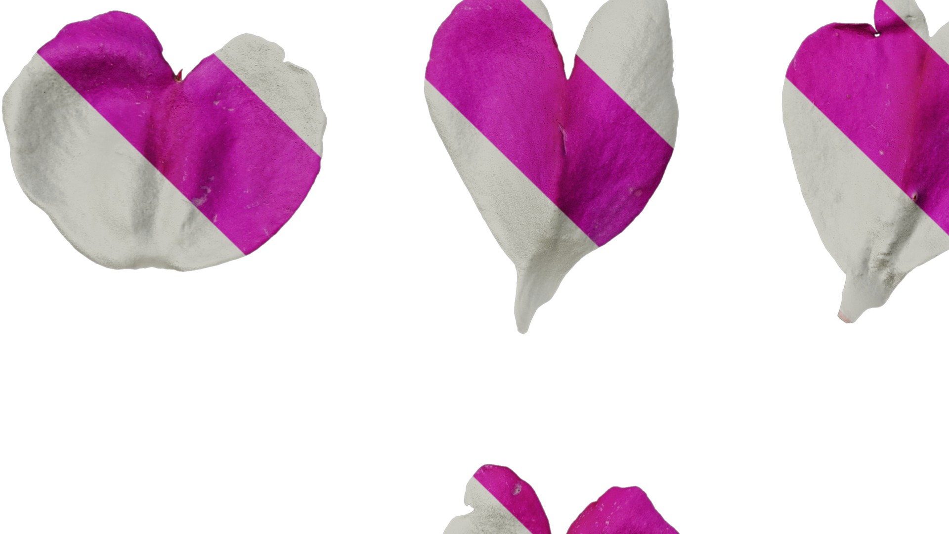 Anydrafts Impatiens walleriana Flower 06 Texture_5