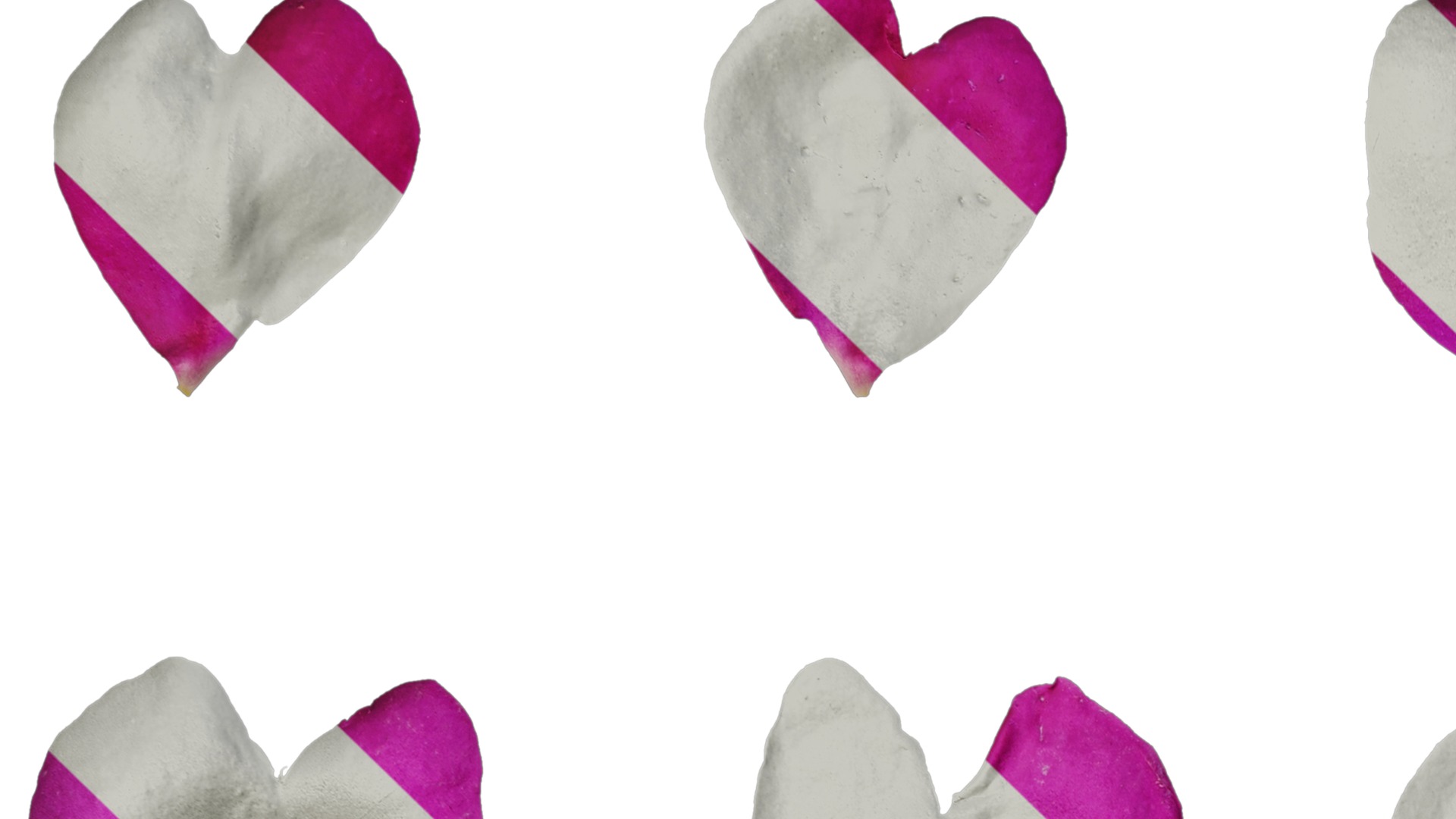 Anydrafts Impatiens walleriana Flower 06 Texture_1