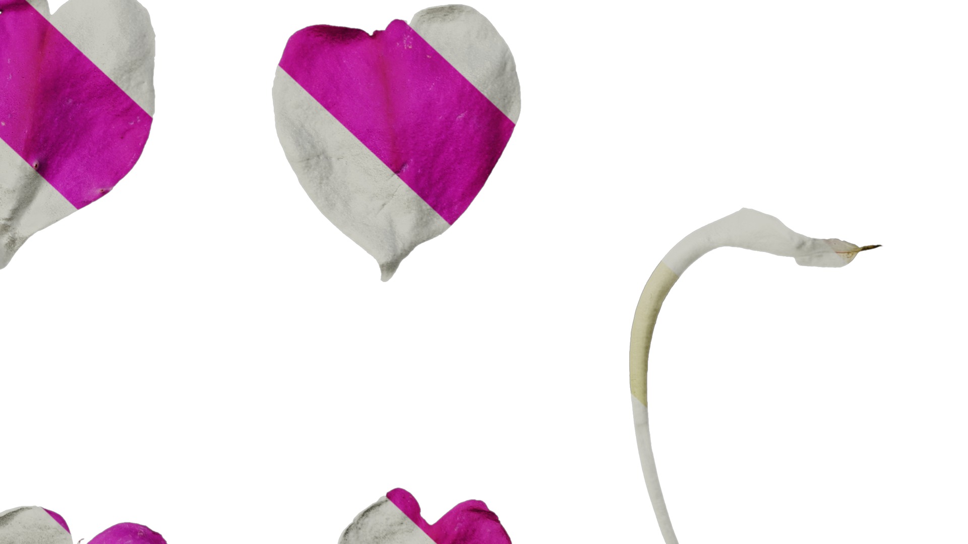 Anydrafts Impatiens walleriana Flower 06 Texture_6