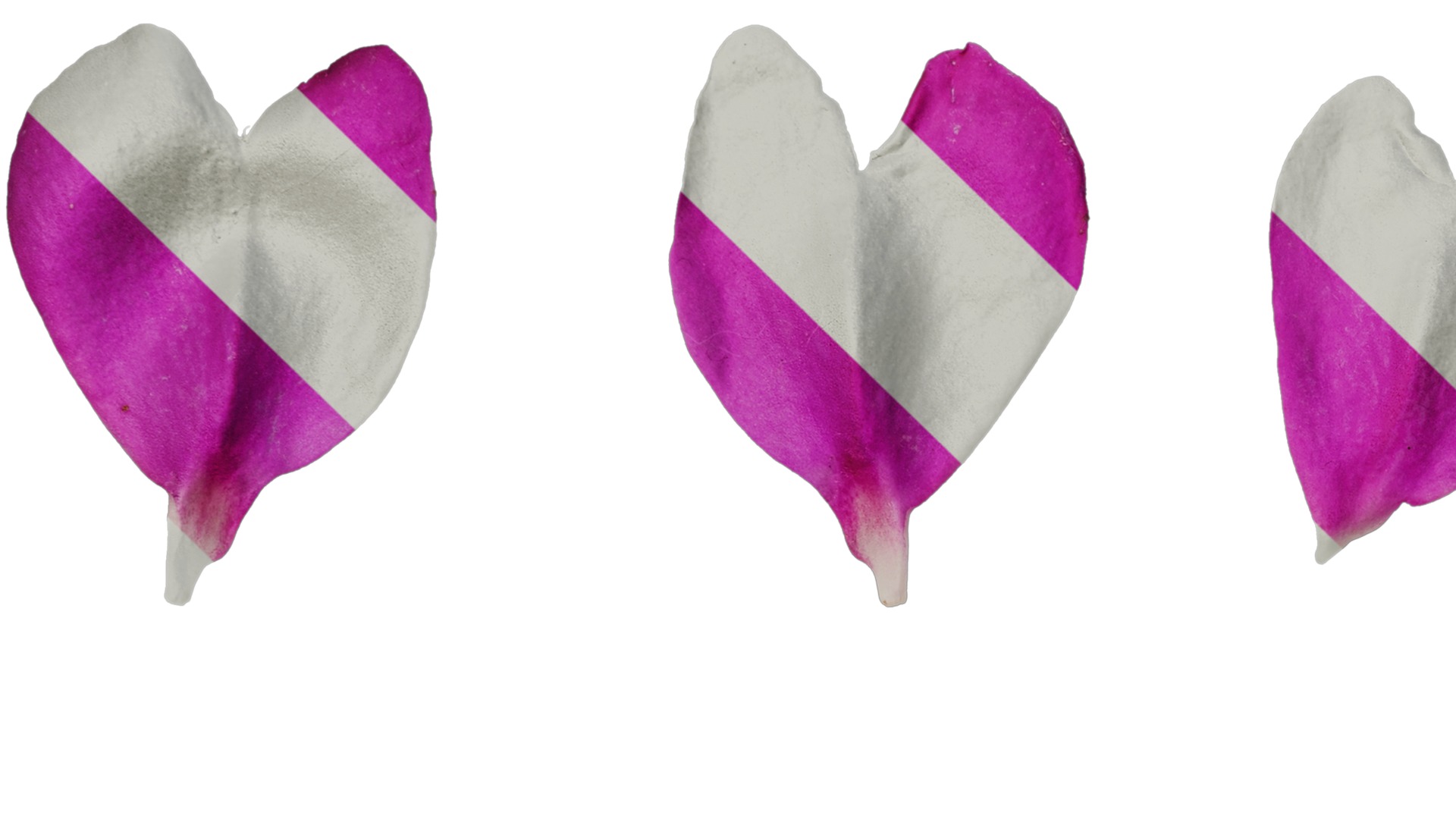 Anydrafts Impatiens walleriana Flower 06 Texture_3