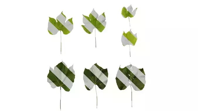 Anydrafts Firmiana simplex Leaf 05