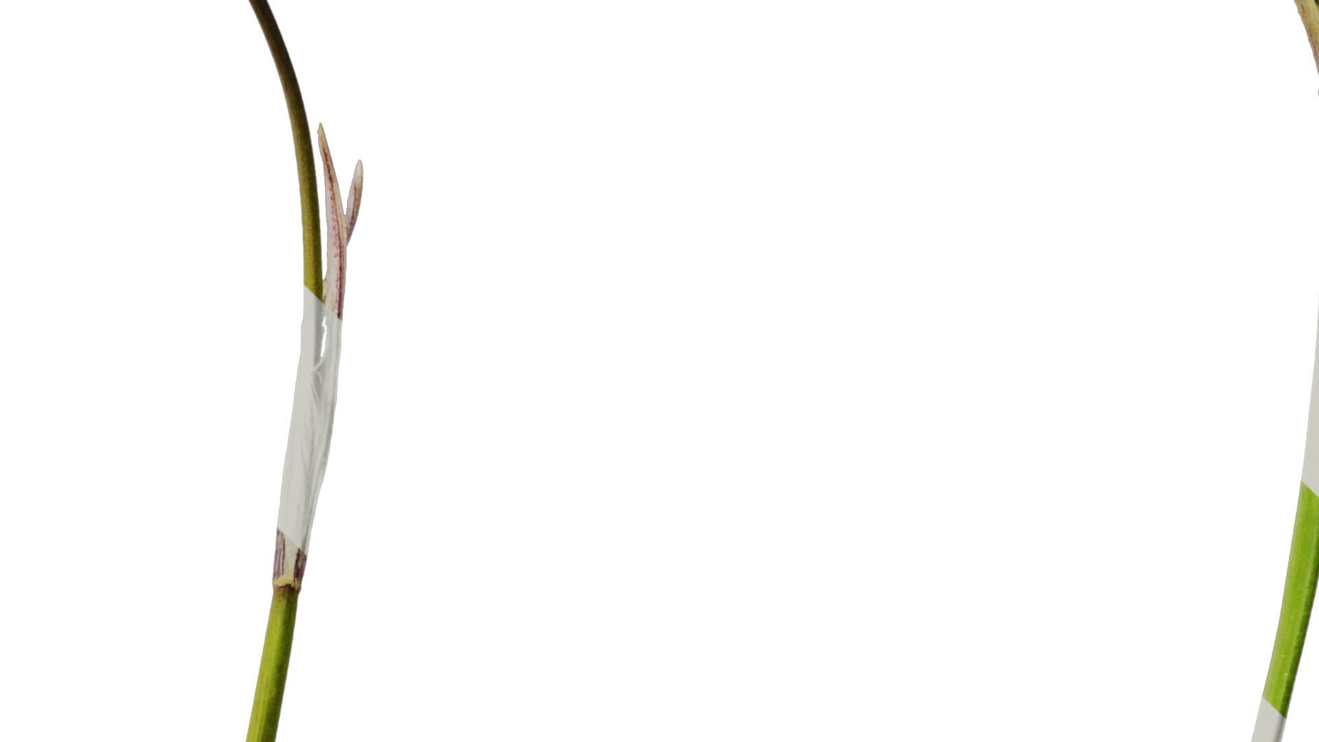 Anydrafts Ipheion uniflorum alberto castillo Atlas 01 Texture_4