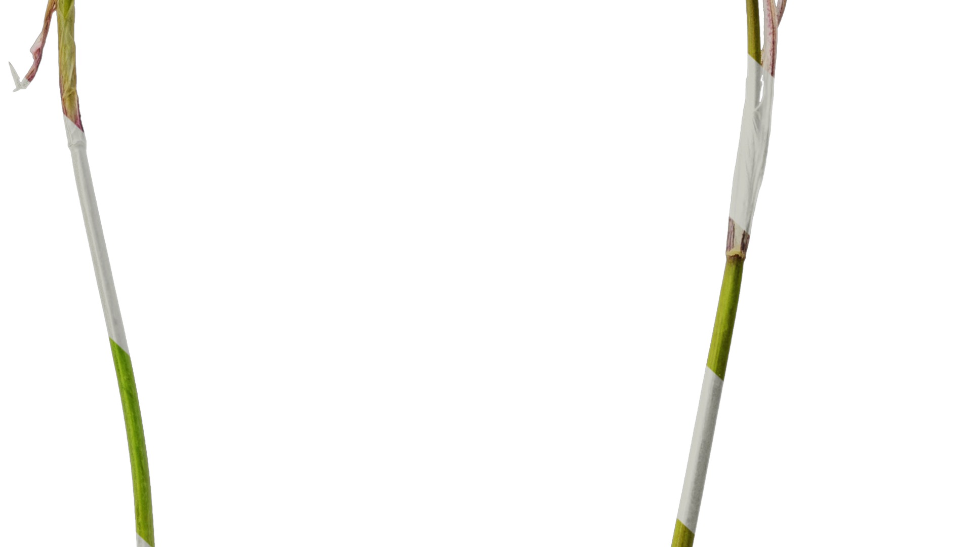 Anydrafts Ipheion uniflorum alberto castillo Atlas 01 Texture_7