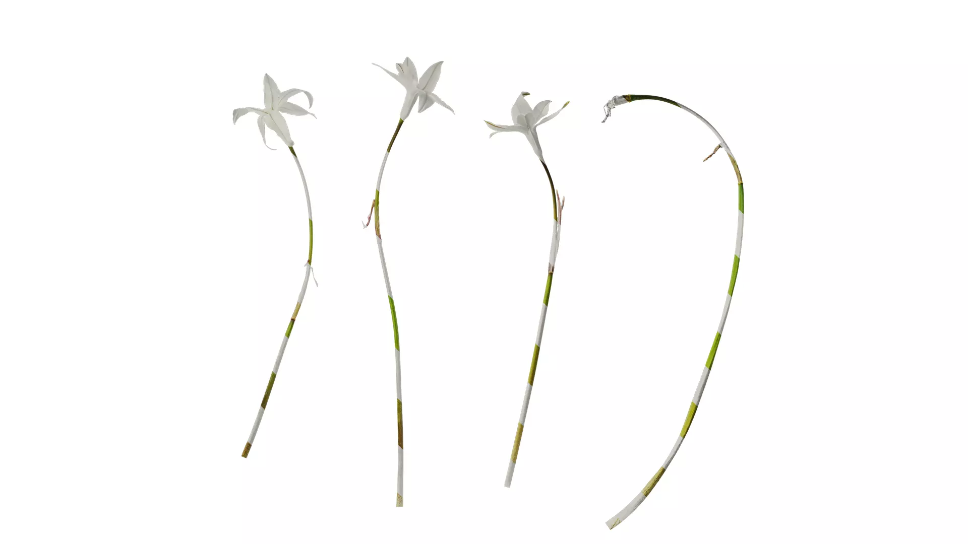 Anydrafts Ipheion uniflorum alberto castillo Atlas 01 Texture_0