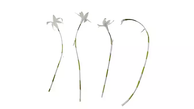 Anydrafts Ipheion uniflorum alberto castillo Atlas 01 Texture