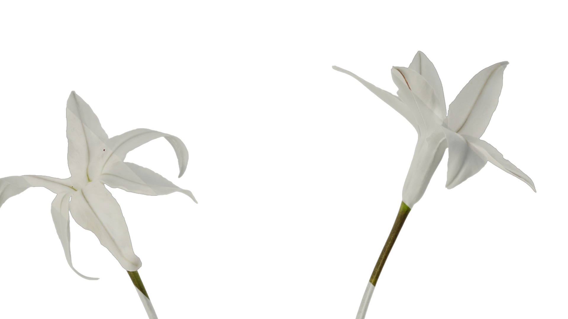 Anydrafts Ipheion uniflorum alberto castillo Atlas 01 Texture_1