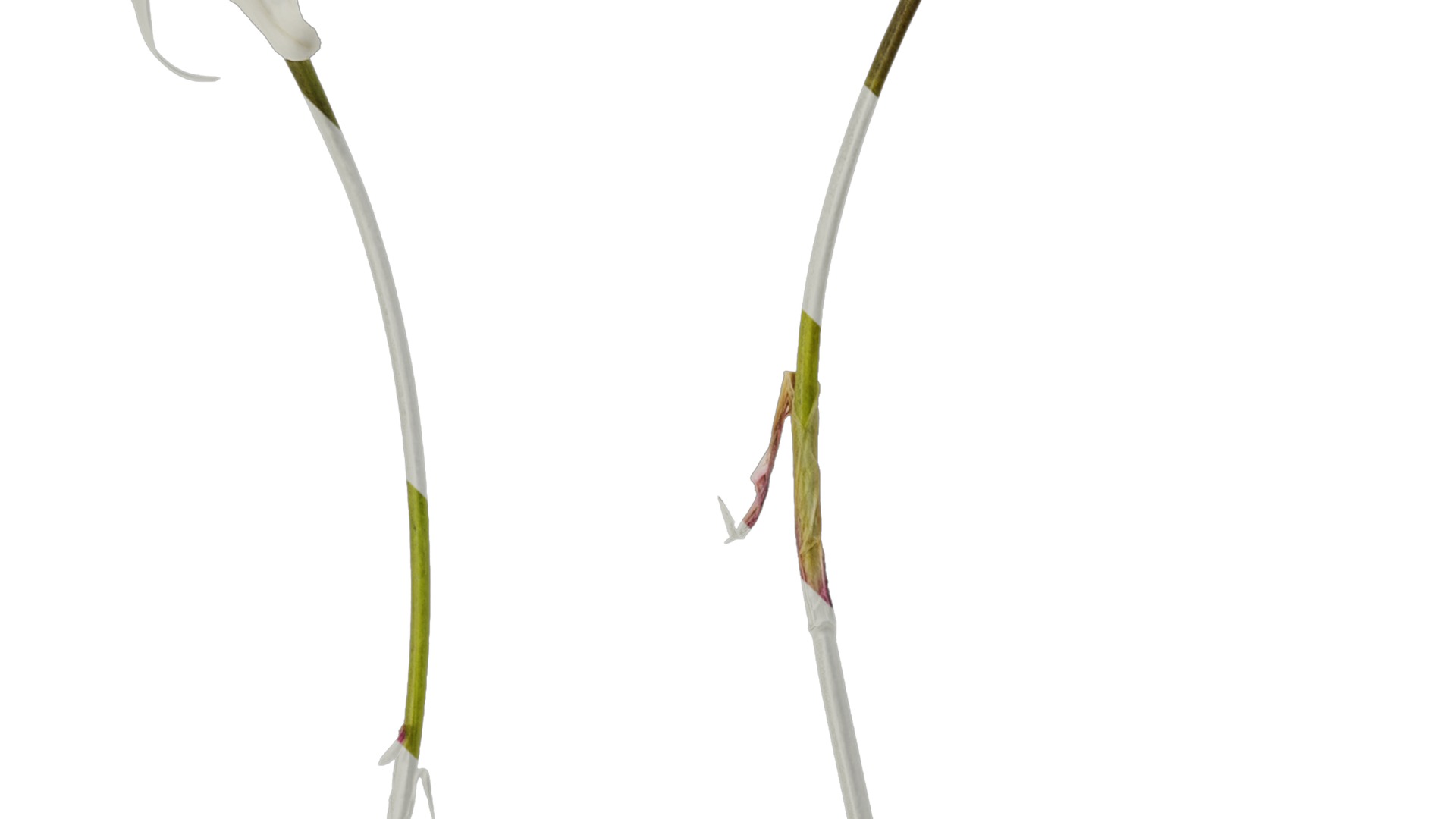 Anydrafts Ipheion uniflorum alberto castillo Atlas 01 Texture_3