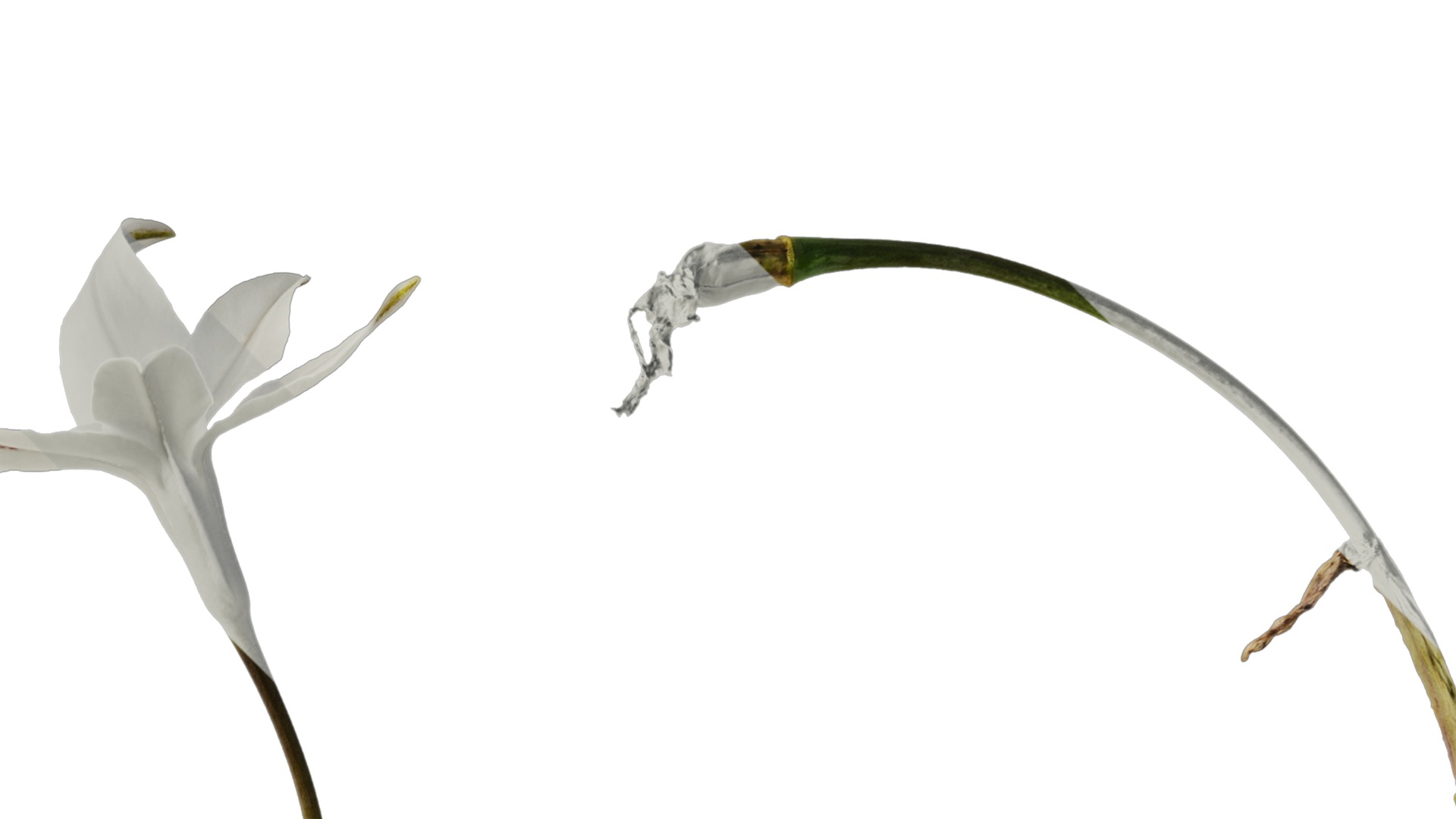 Anydrafts Ipheion uniflorum alberto castillo Atlas 01 Texture_2