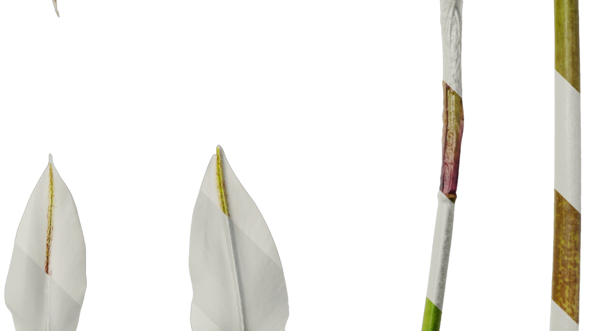 Anydrafts Ipheion uniflorum alberto castillo Atlas 02 Texture_4