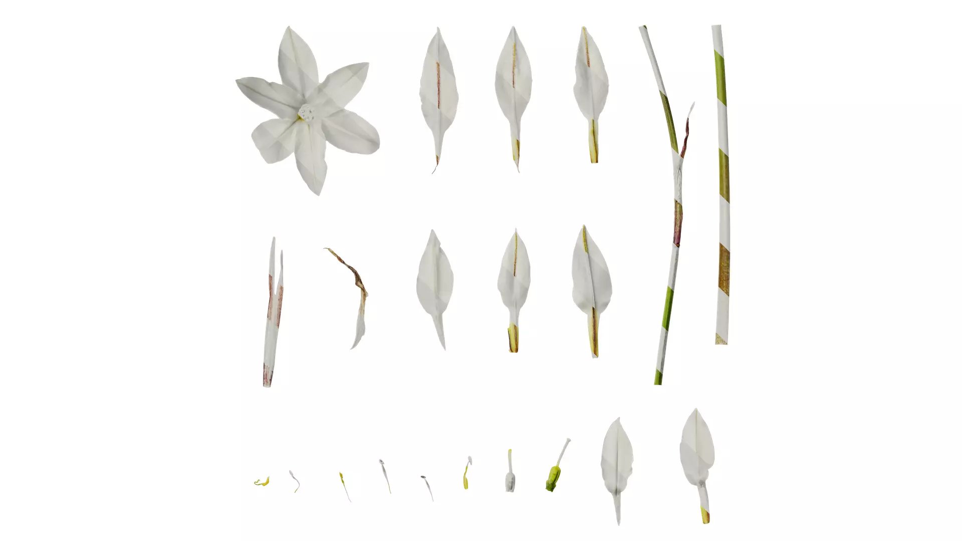 Anydrafts Ipheion uniflorum alberto castillo Atlas 02 Texture_0